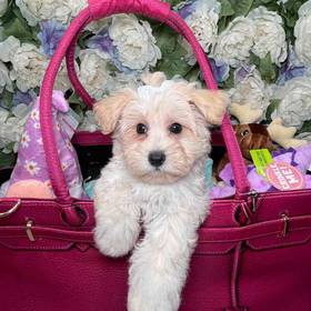 Maltipoo
