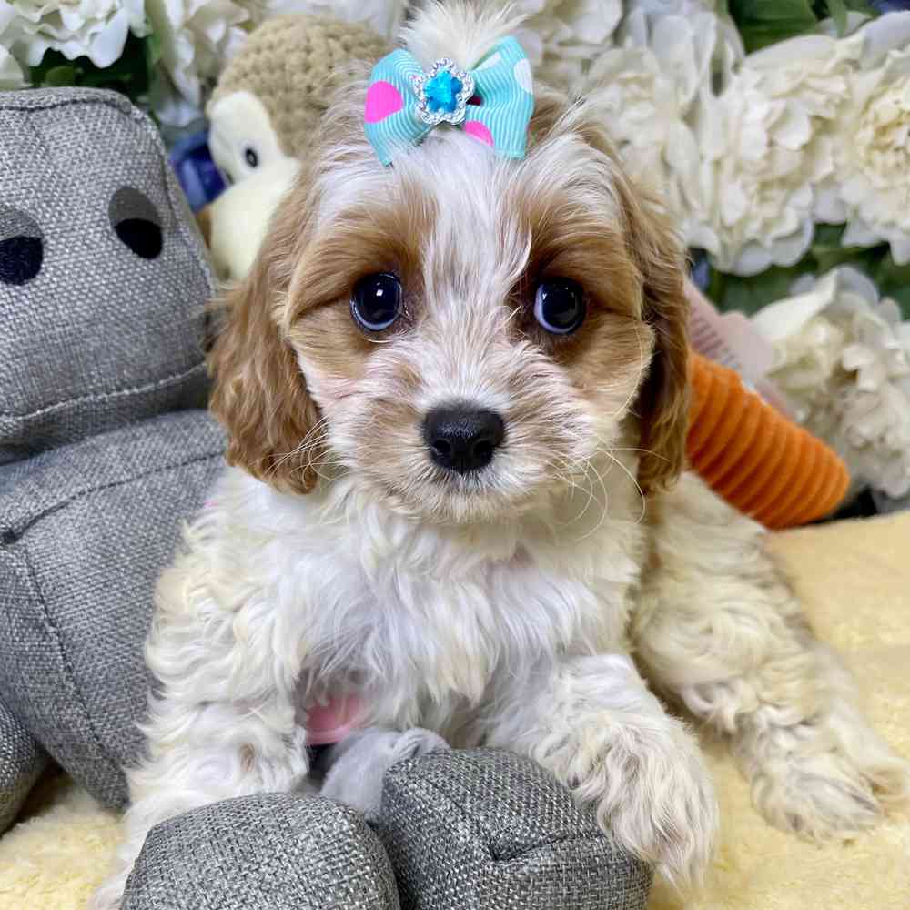 carousel pet images