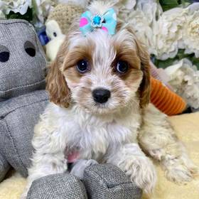 Cavapoo