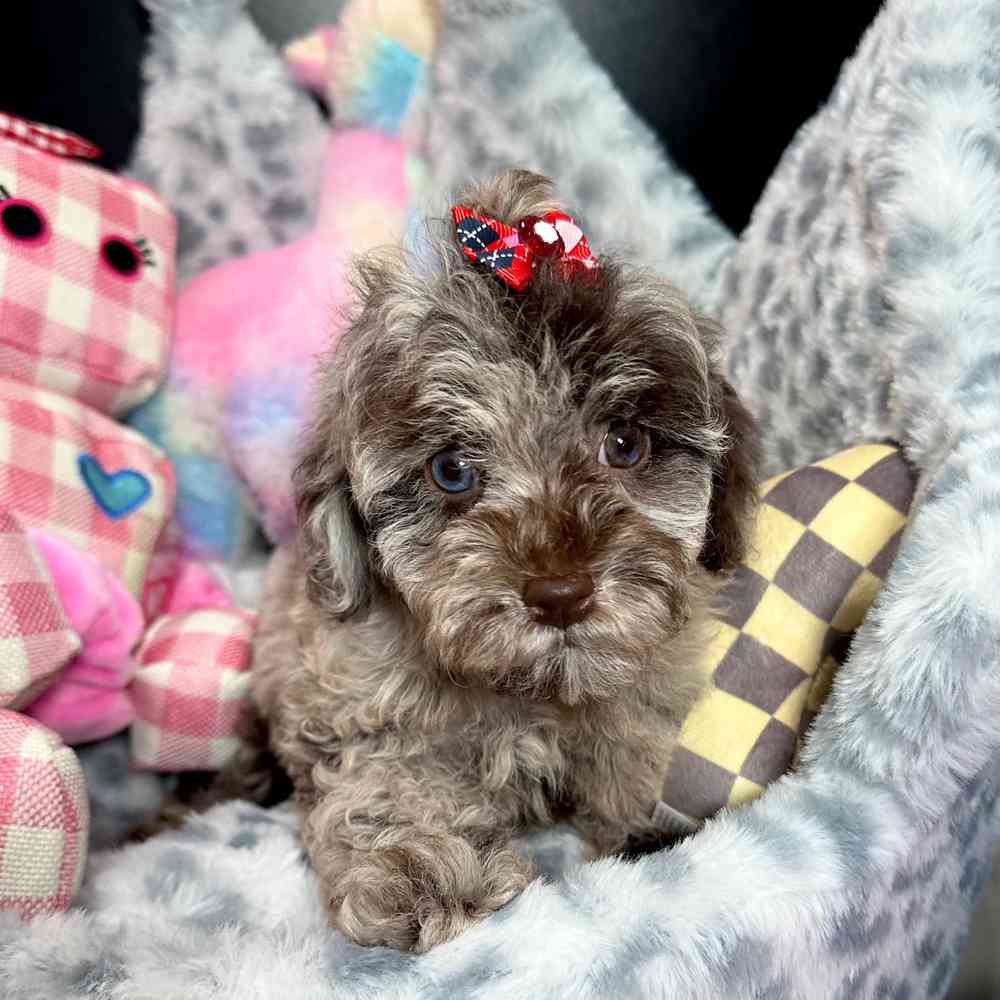 carousel pet images