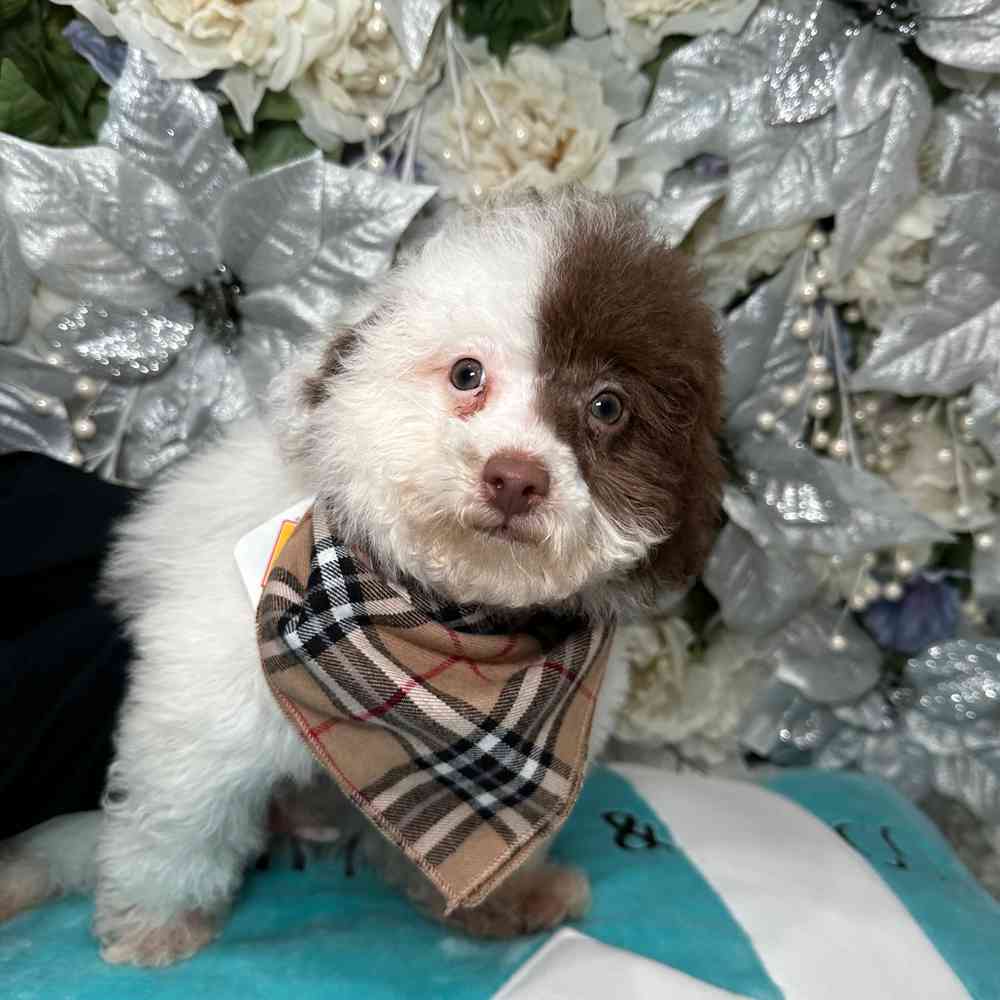 carousel pet images