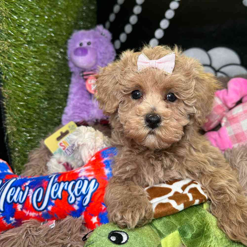 pet breed image