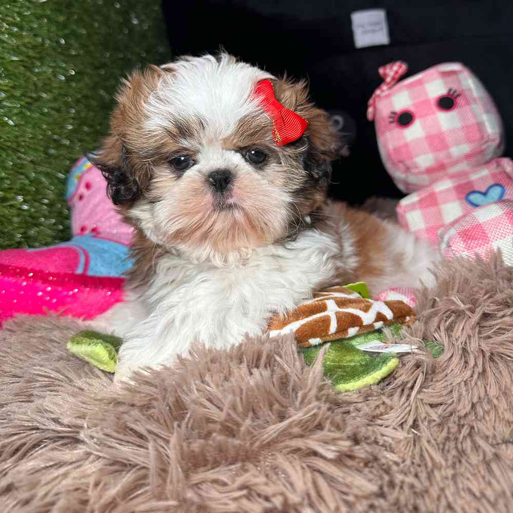 carousel pet images