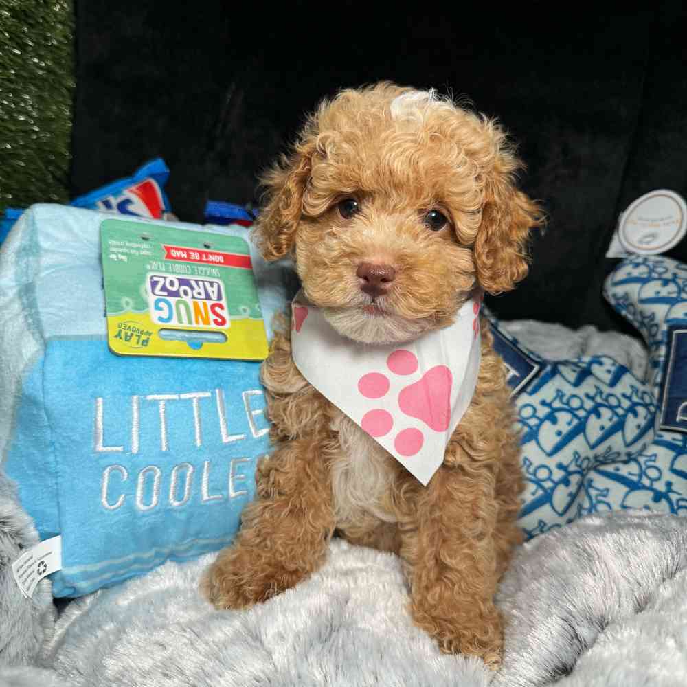 carousel pet images