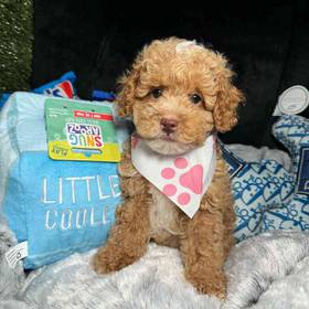 Poodle