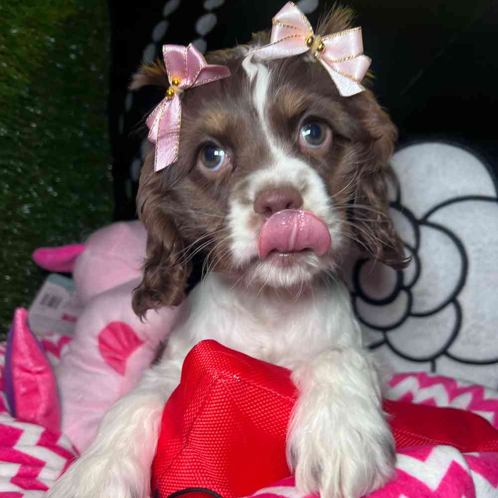 carousel pet images