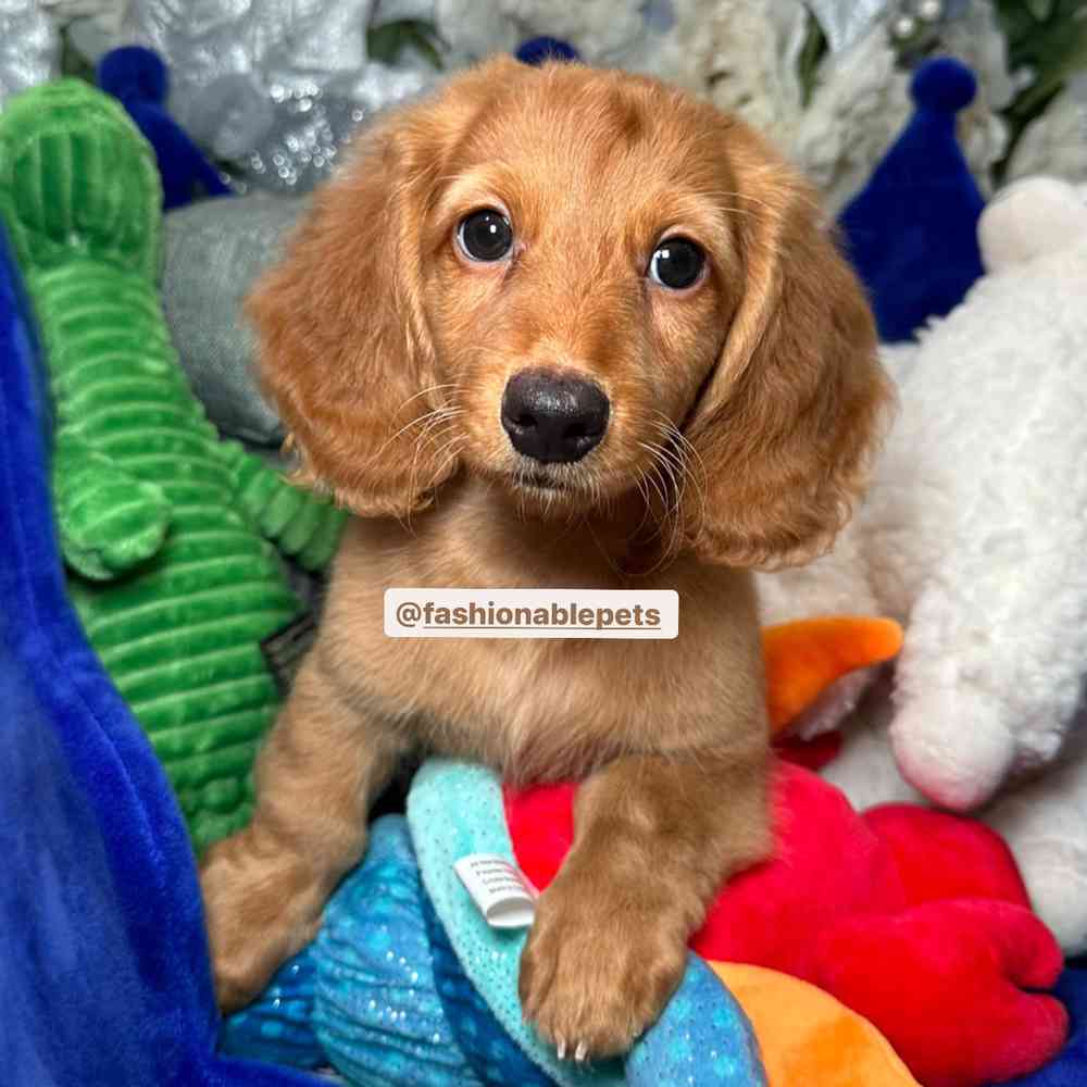 carousel pet images