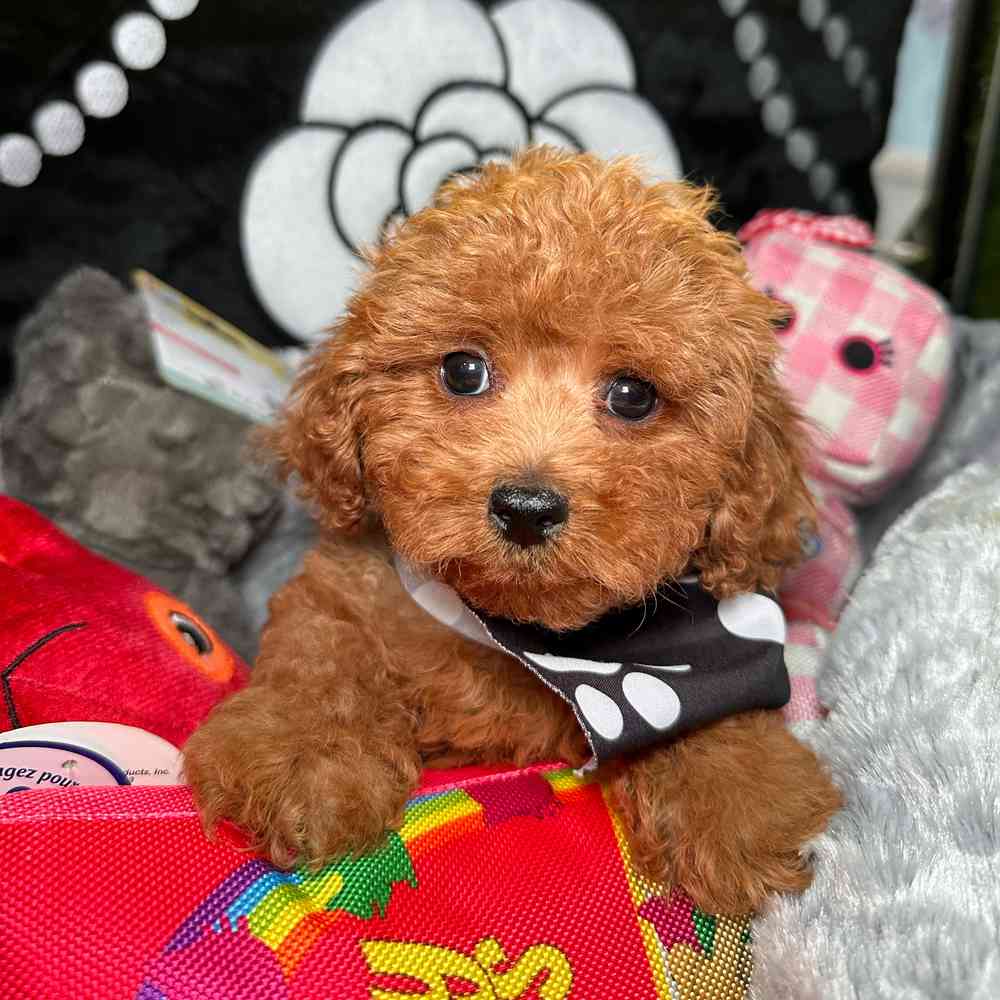 carousel pet images