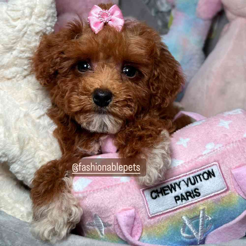 carousel pet images