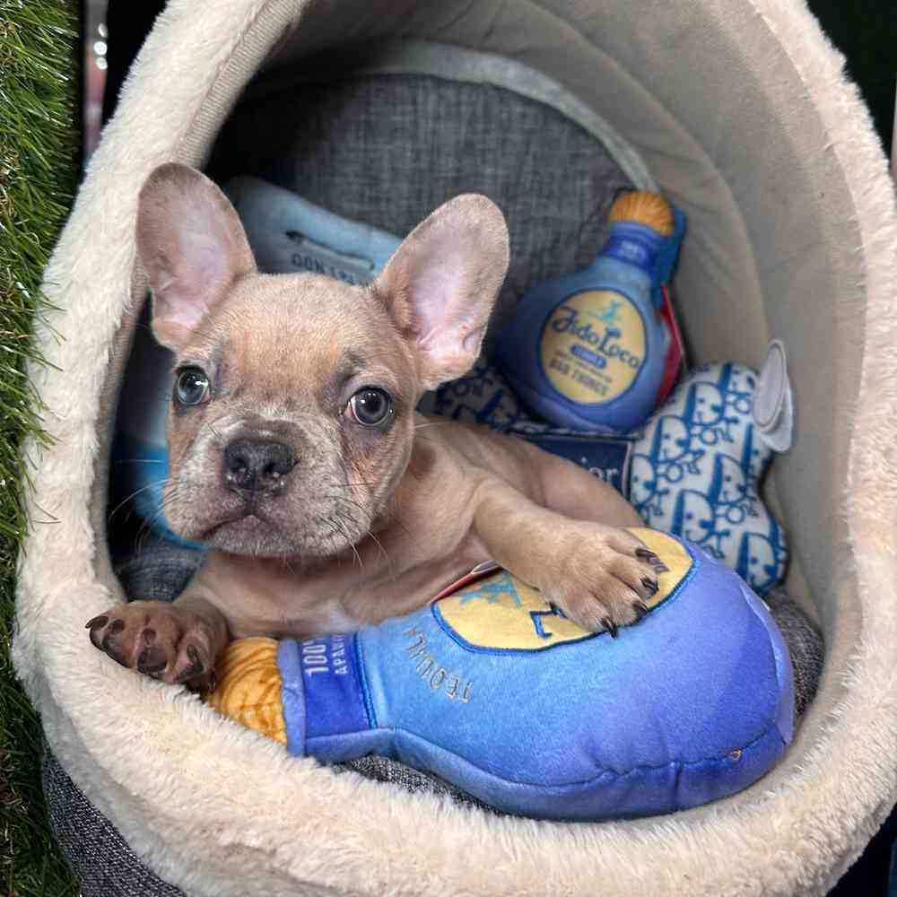 carousel pet images