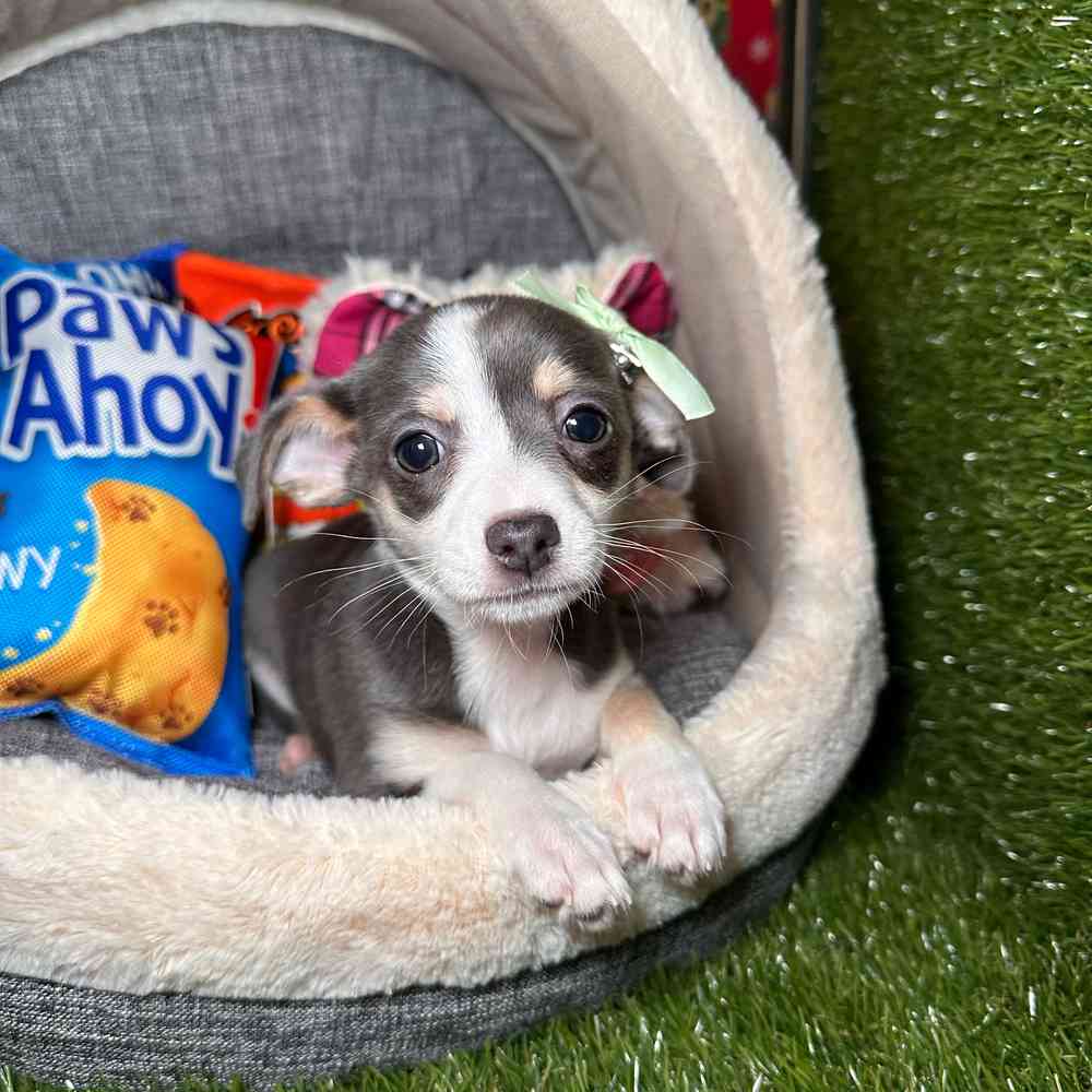 carousel pet images