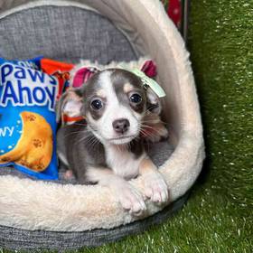 Chihuahua