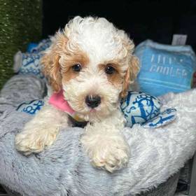 Poodle