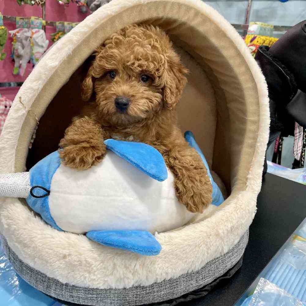 carousel pet images