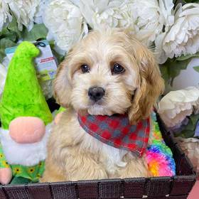 Cockapoo