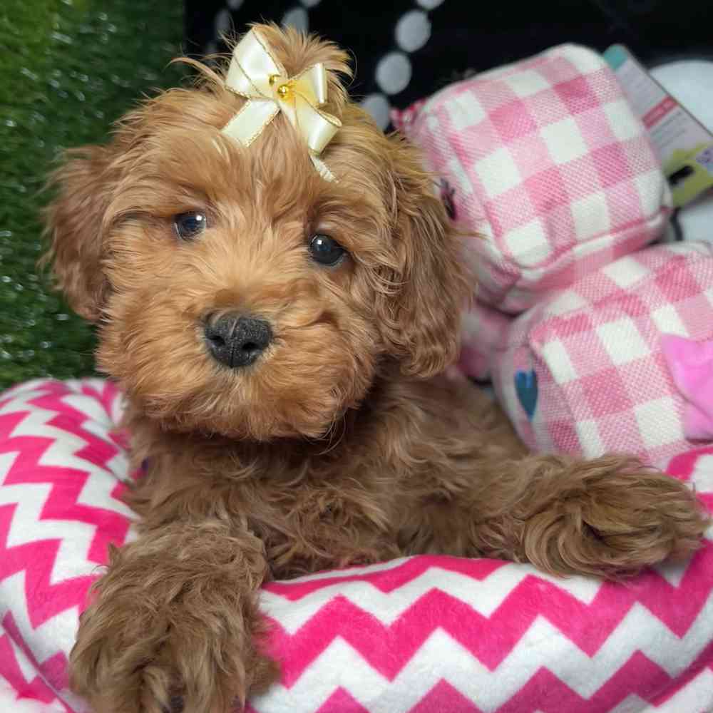 carousel pet images
