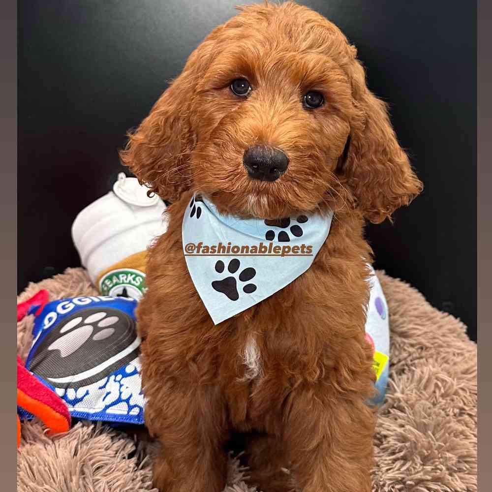 Image of a pet breed in the gallery