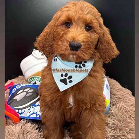 Goldendoodle