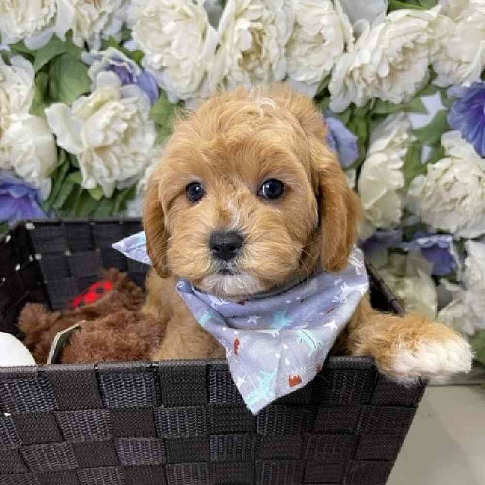 carousel pet images