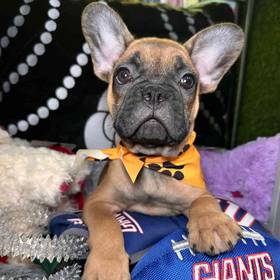 French Bulldog