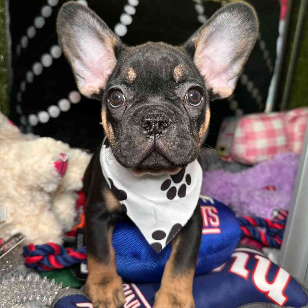 Image of a pet breed in the gallery