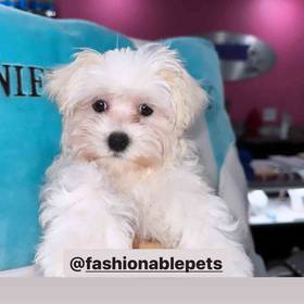 Maltese
