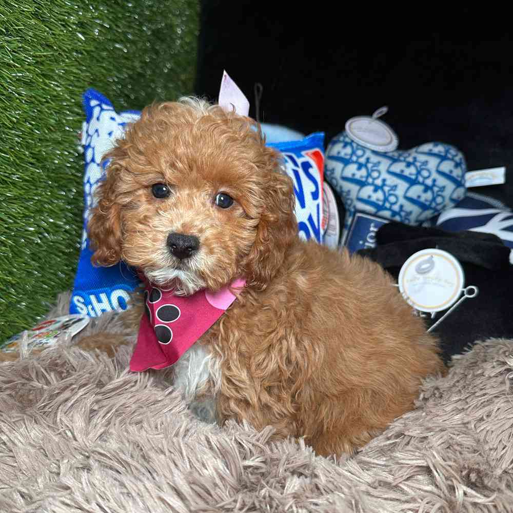 Image of a pet breed in the gallery