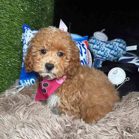 Cavapoo