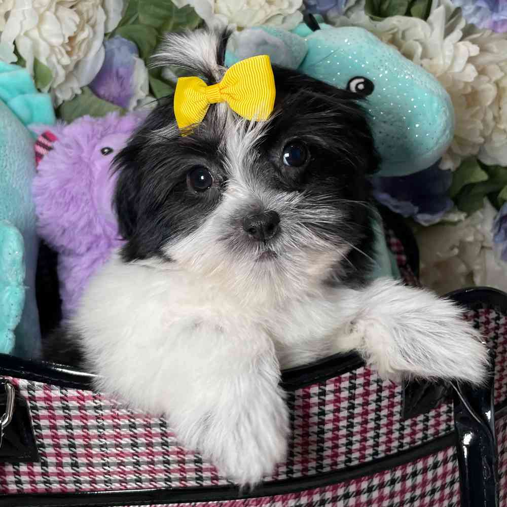 carousel pet images