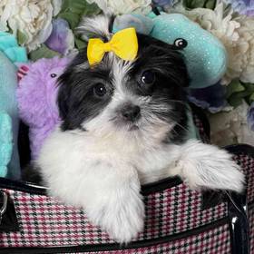 Havanese-Shih Tzu