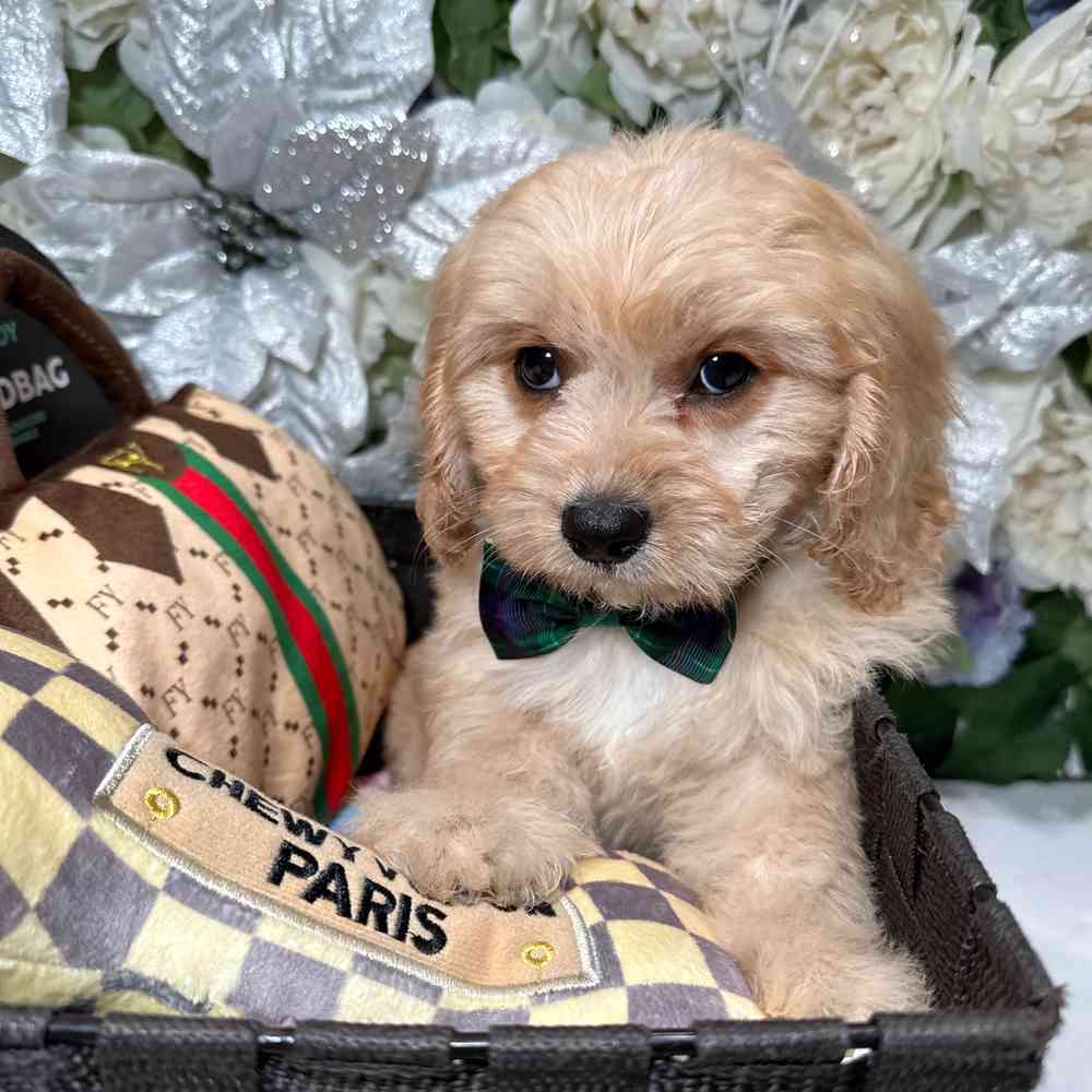 carousel pet images