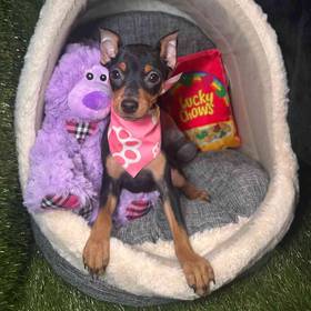 Miniatire Pinscher