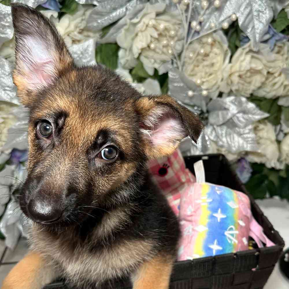 carousel pet images