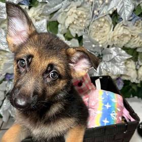 German Shepherd