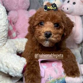 Poodle Toy
