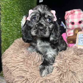 Cocker Spaniel