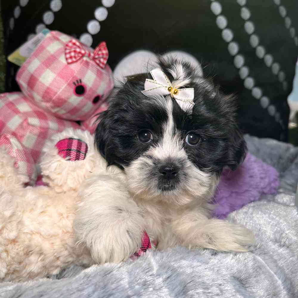 pet breed image