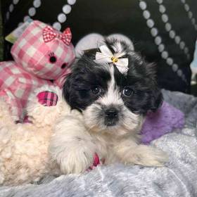 Teddy Bear