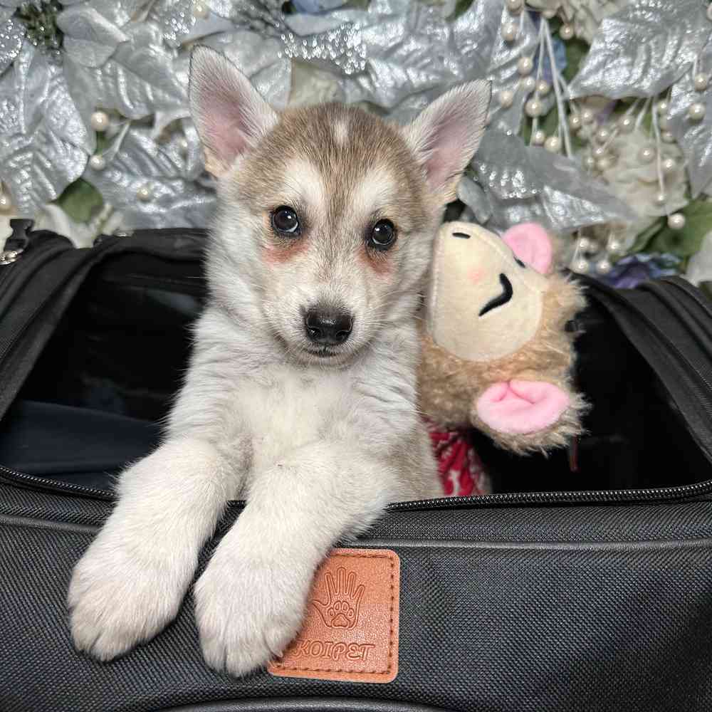 carousel pet images