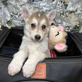 Alaskan Klee Kai