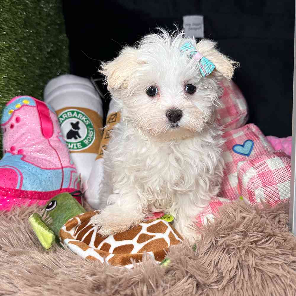 carousel pet images