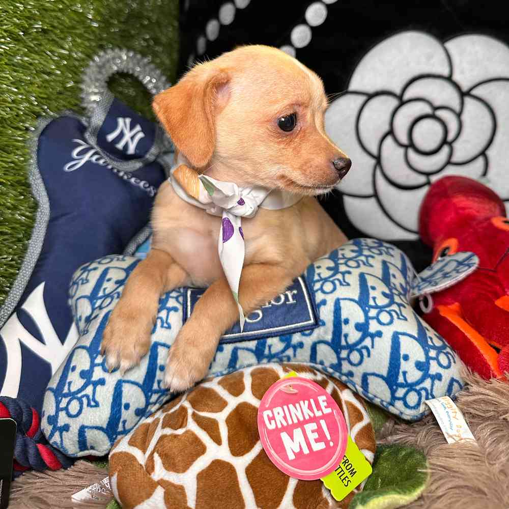 carousel pet images