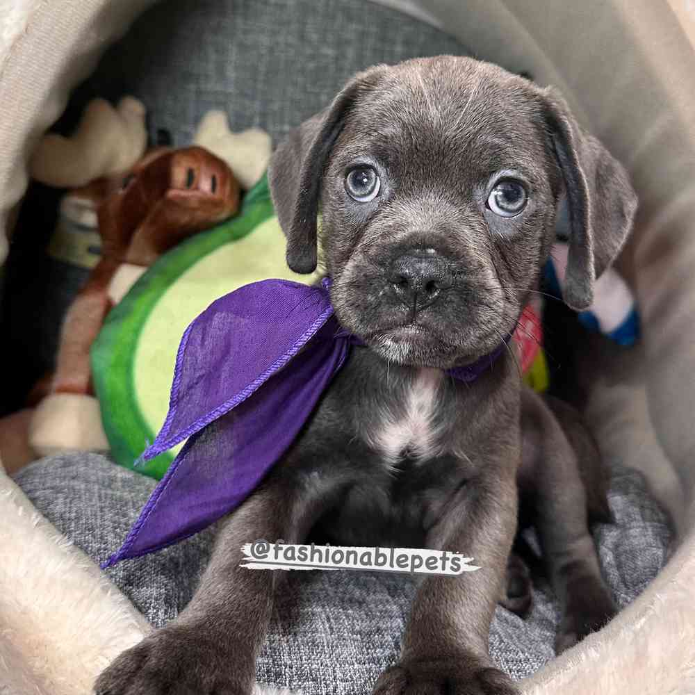 carousel pet images