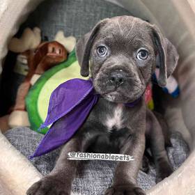 Puggle