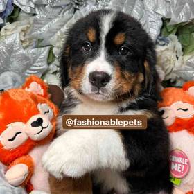 Bernese Mountain Dog