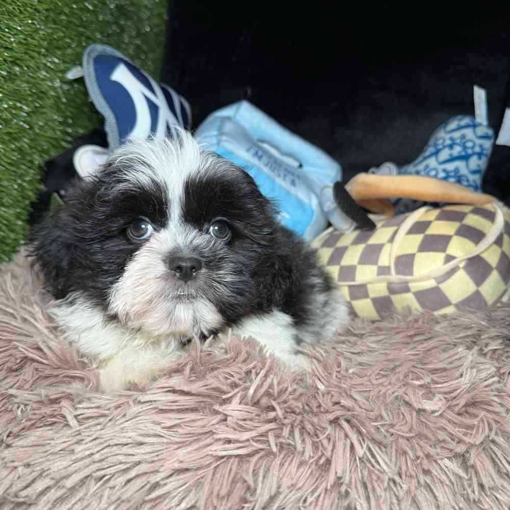 pet breed image