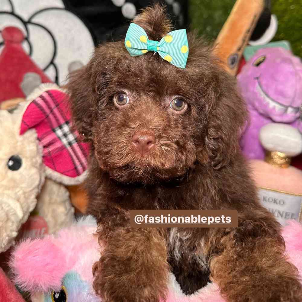 carousel pet images