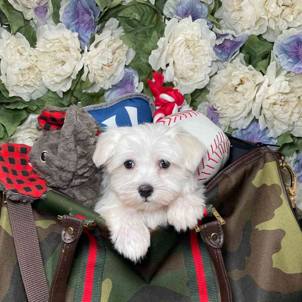 carousel pet images