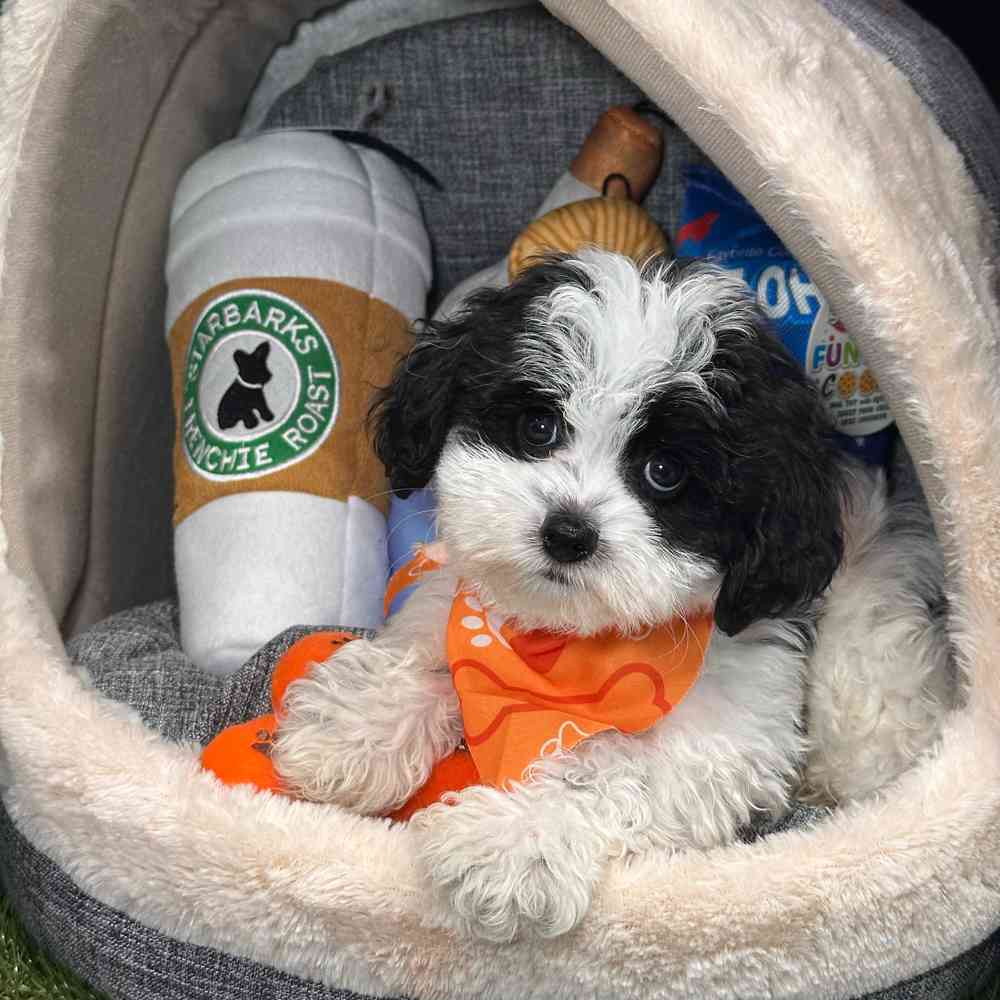 carousel pet images