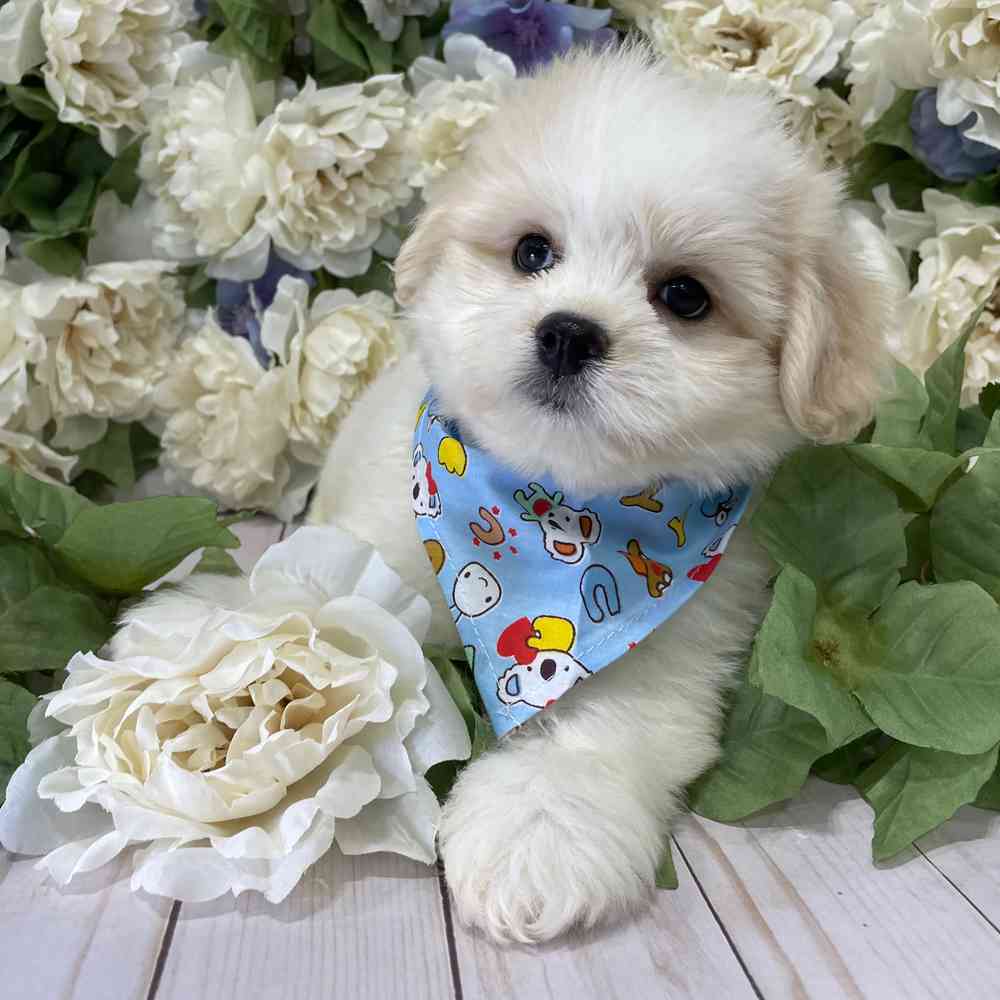 carousel pet images